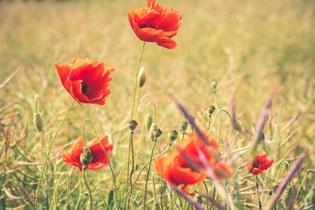 Red poppy