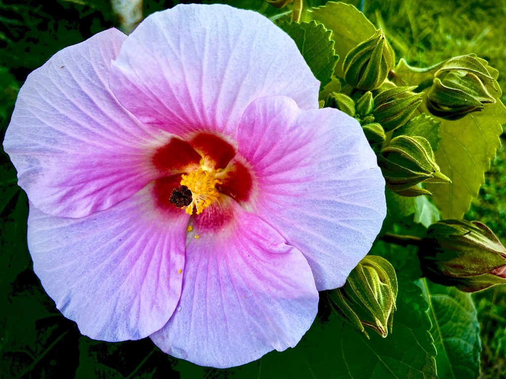 swamp hibiscus