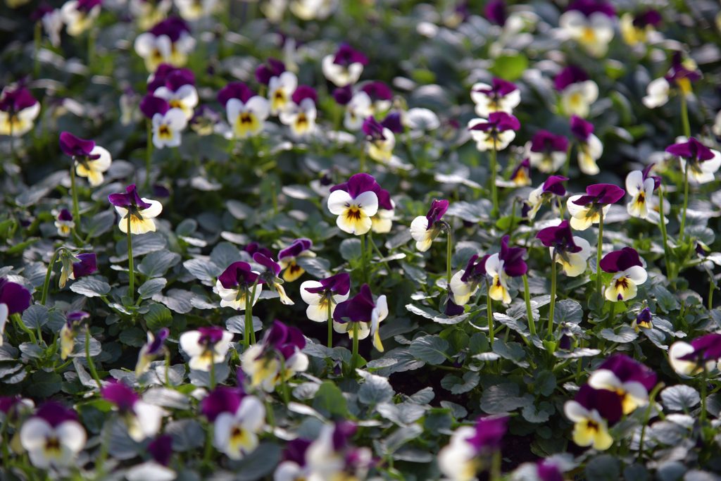 Violas